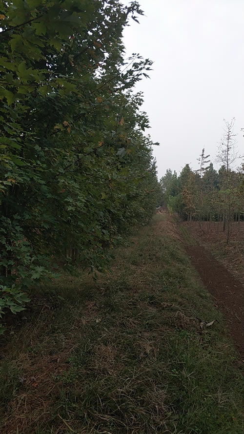 6公分國槐市場價格指南與旭堯苗木種植農副產品銷售