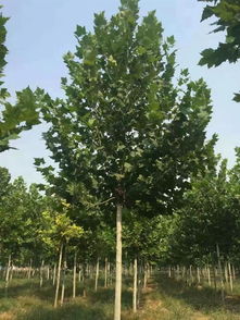河北保定王氏萬畝法桐苗木基地 優質法桐特價苗的農副產品銷售