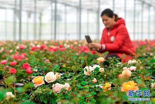 河北肥鄉 花卉苗木產業助力鄉村振興