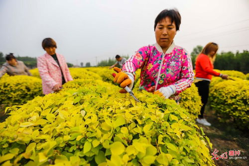 河北遵化 景觀苗木錢景廣闊，樹木種植經營大有可為