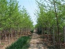 銀杏種植與經營的現代化路徑——以山東德誠銀杏苗木基地為例