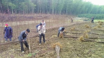 小小苗木助增收 農副產品銷售的創新路徑