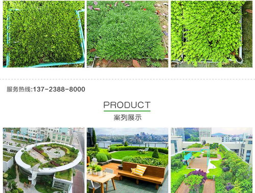 黃金佛甲草的市場價格、種植與應用——以創晟環保為例